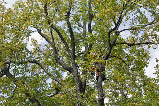 Best Tree Trimming and Pruning  in USA